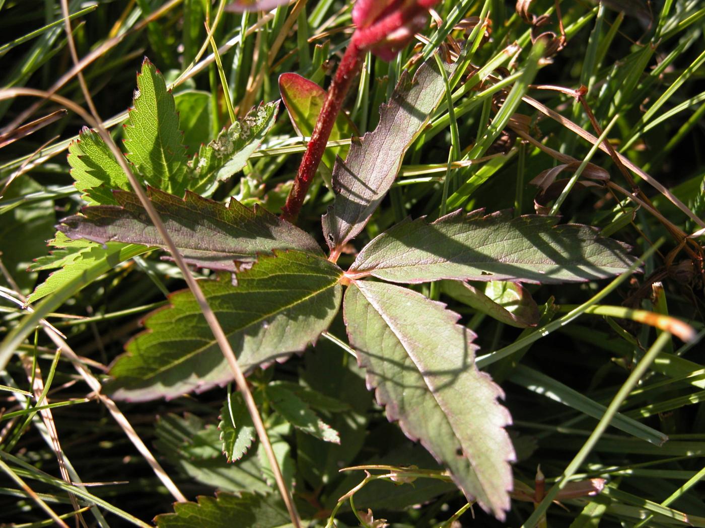 Cinquefoil, Marsh leaf